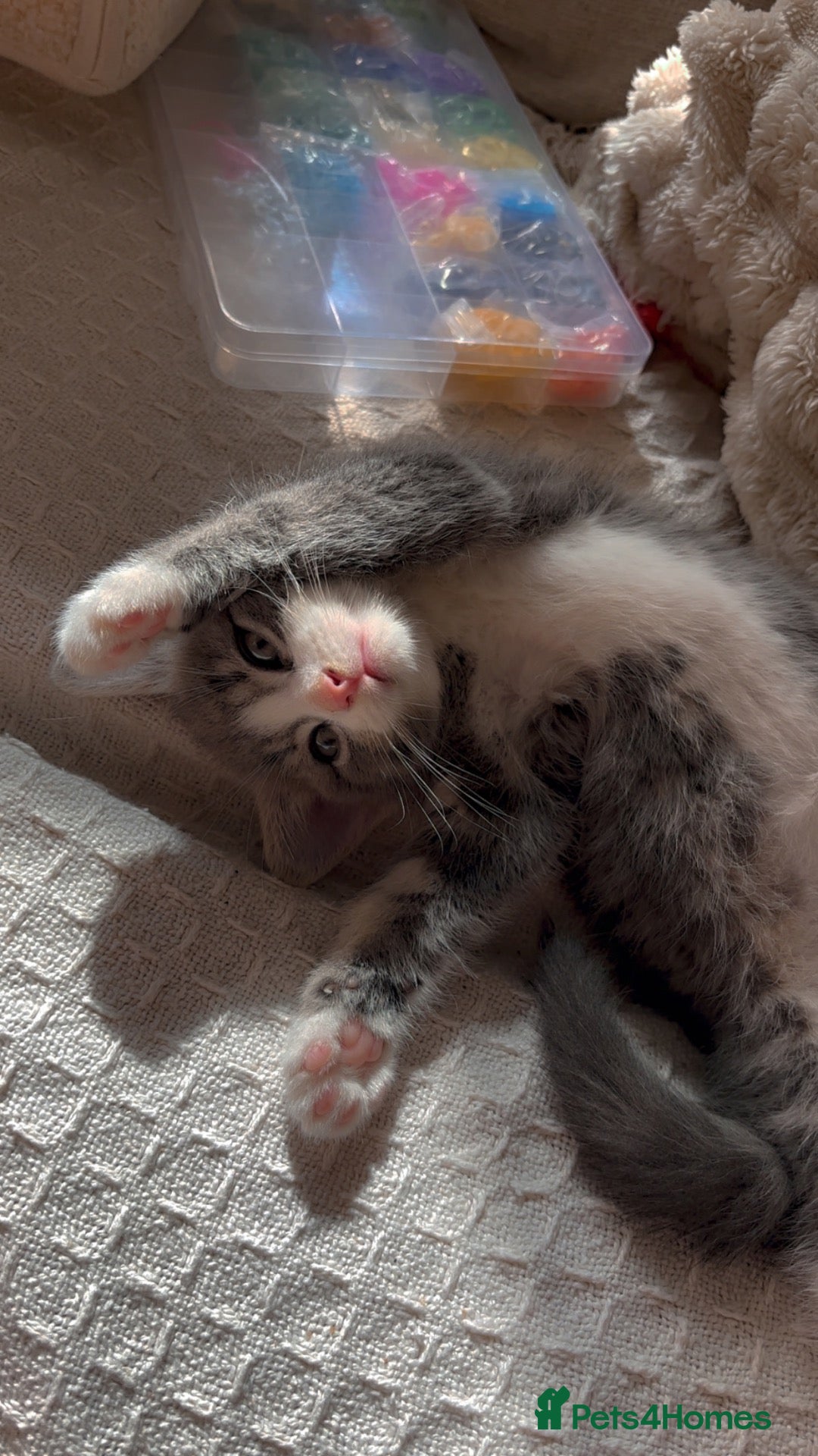 Domestic Shorthair cats Grey boy - Advert 2