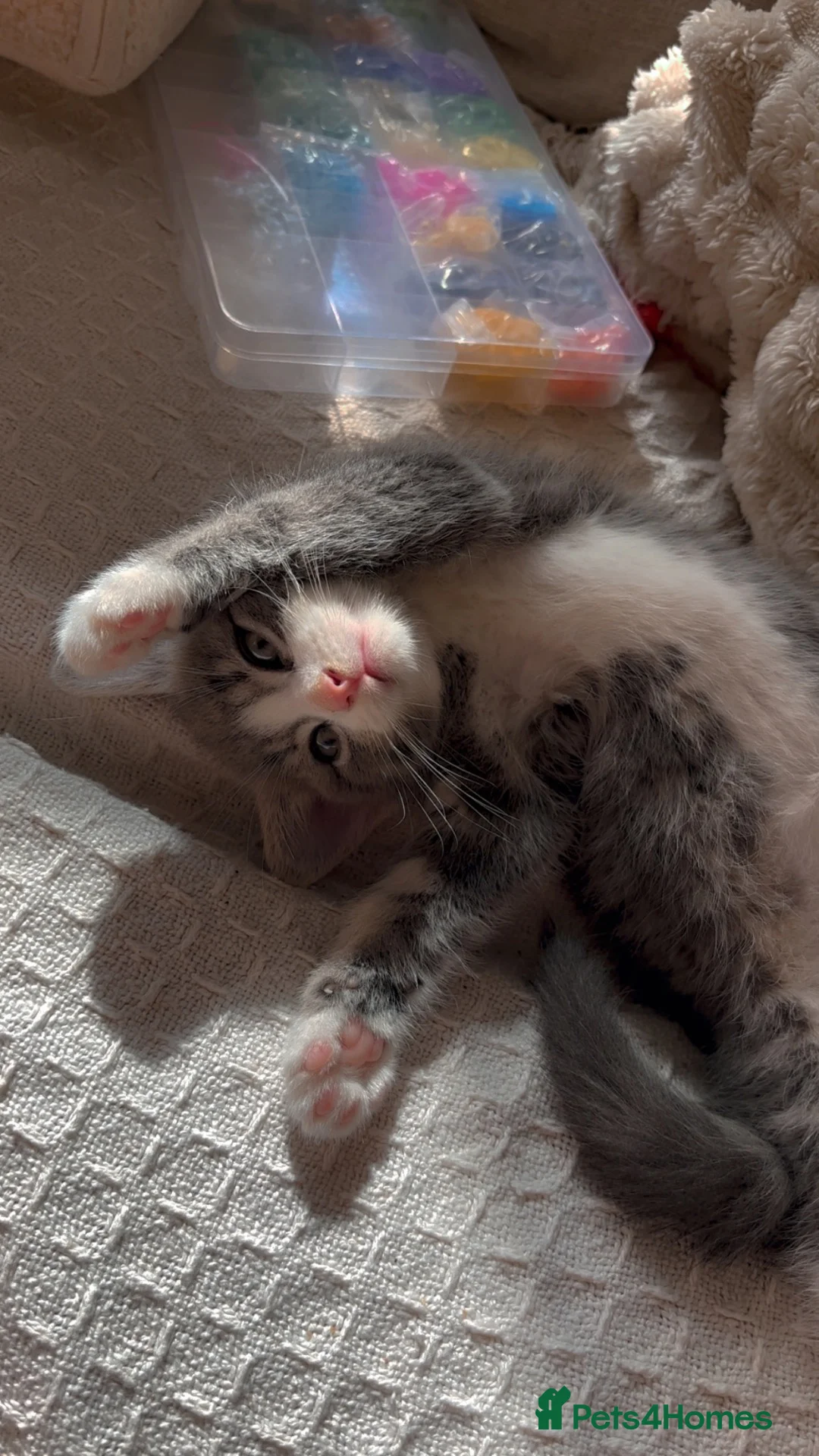 Domestic Shorthair cats for sale: Grey boy in Cambridge - Advert 1