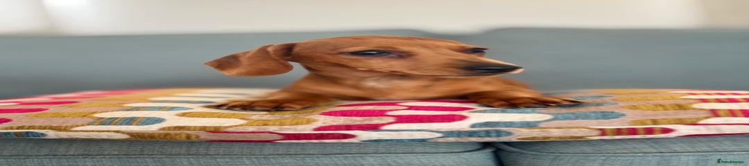 Miniature Dachshund Puppy 4