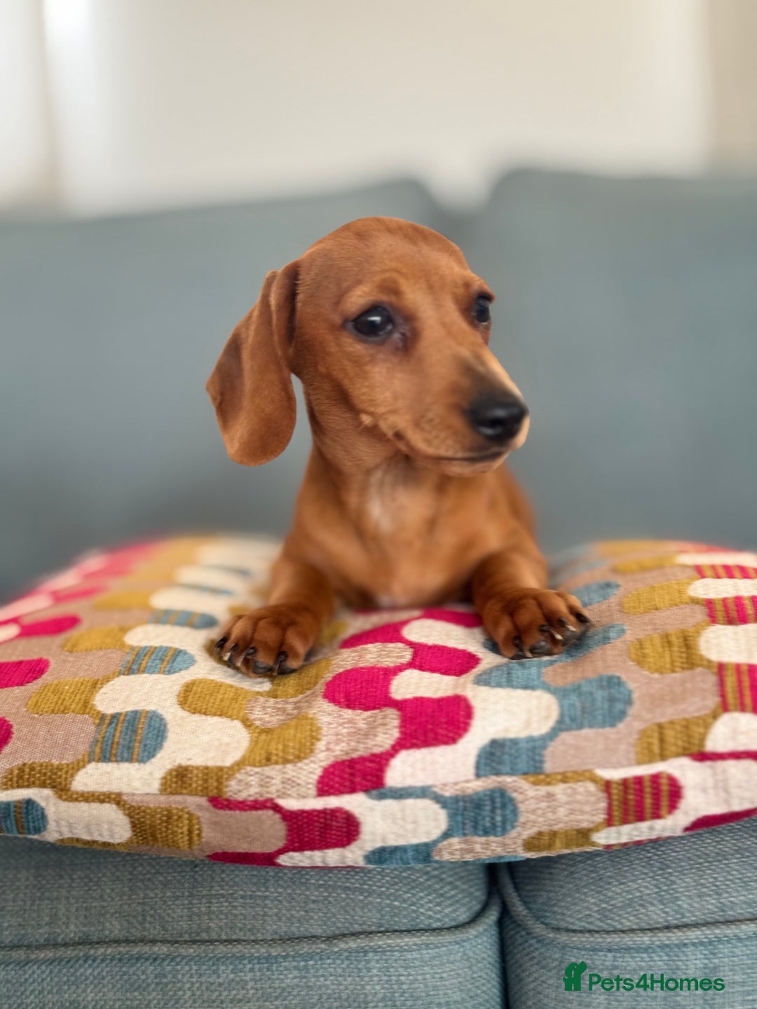 Miniature Dachshund dogs for sale: KC reg Miniature Dachshunds ready to go! in Tiverton - Image 16