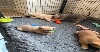 Mixed Breed dogs - Advert 5