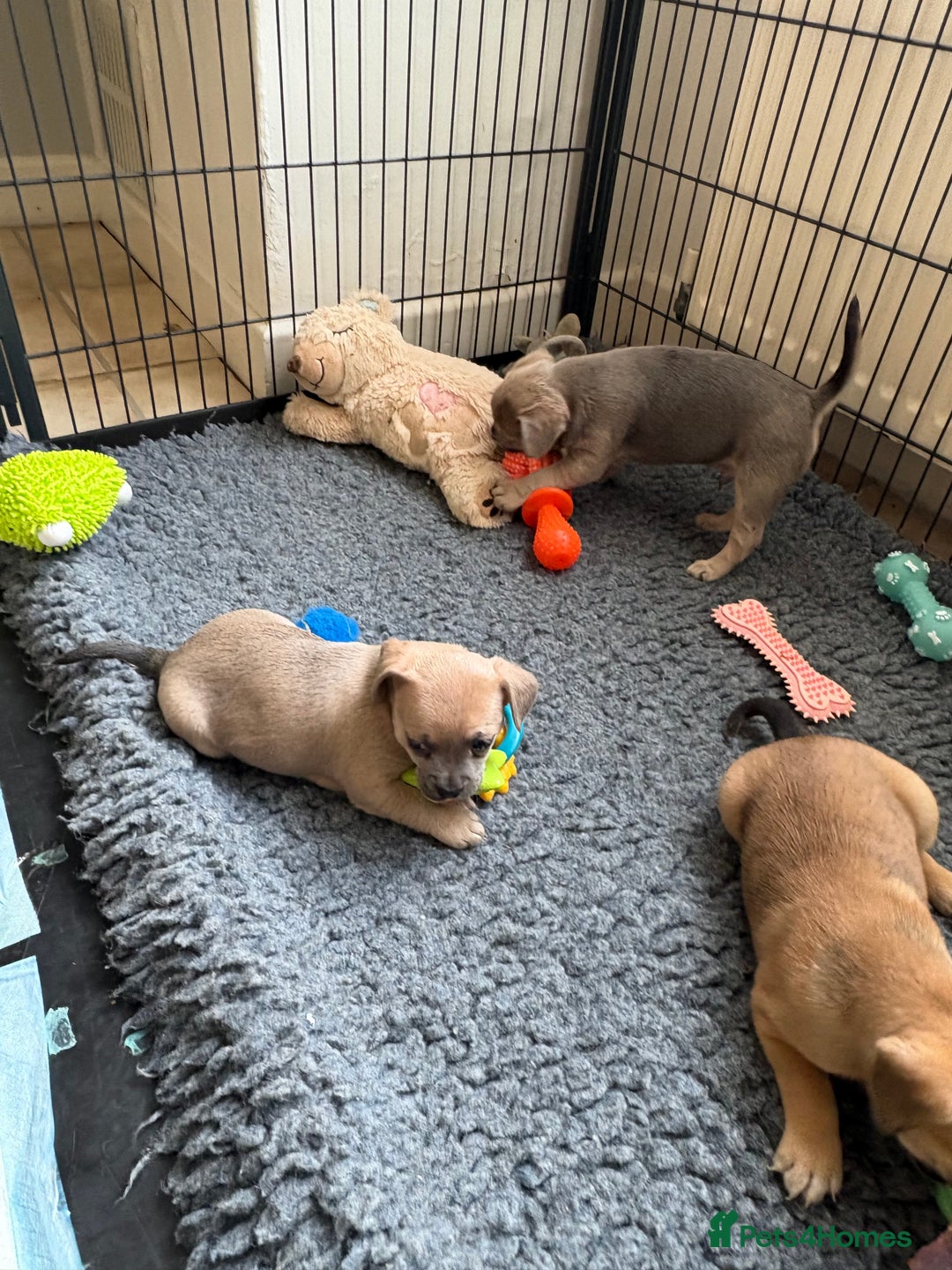 Mixed Breed dogs for sale: French bullhuahua - Image 11