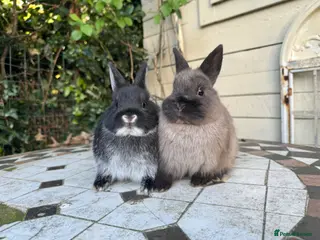 Netherland Dwarf rabbits Pedigree Neverland dwarfs only - Advert 6