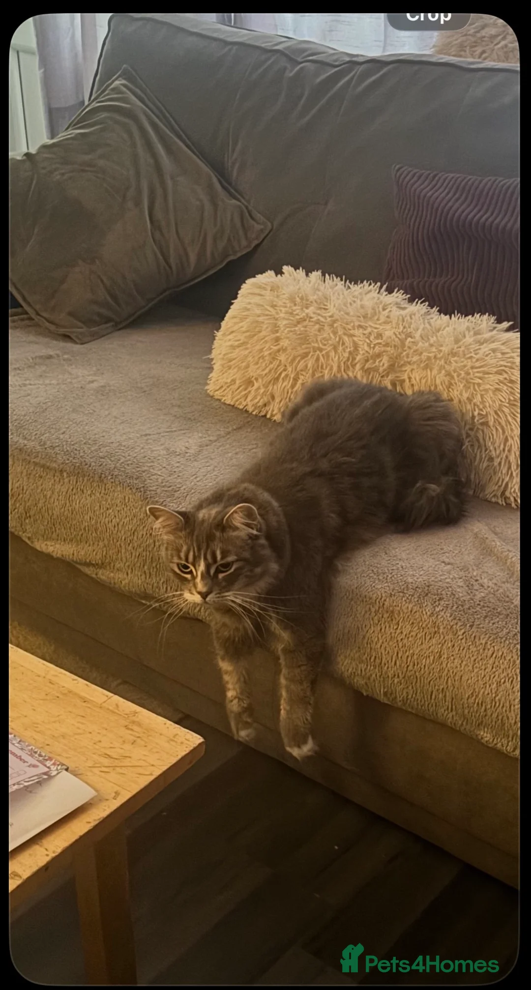 Mixed Breed cats for sale: Misty-Blue - Advert 2