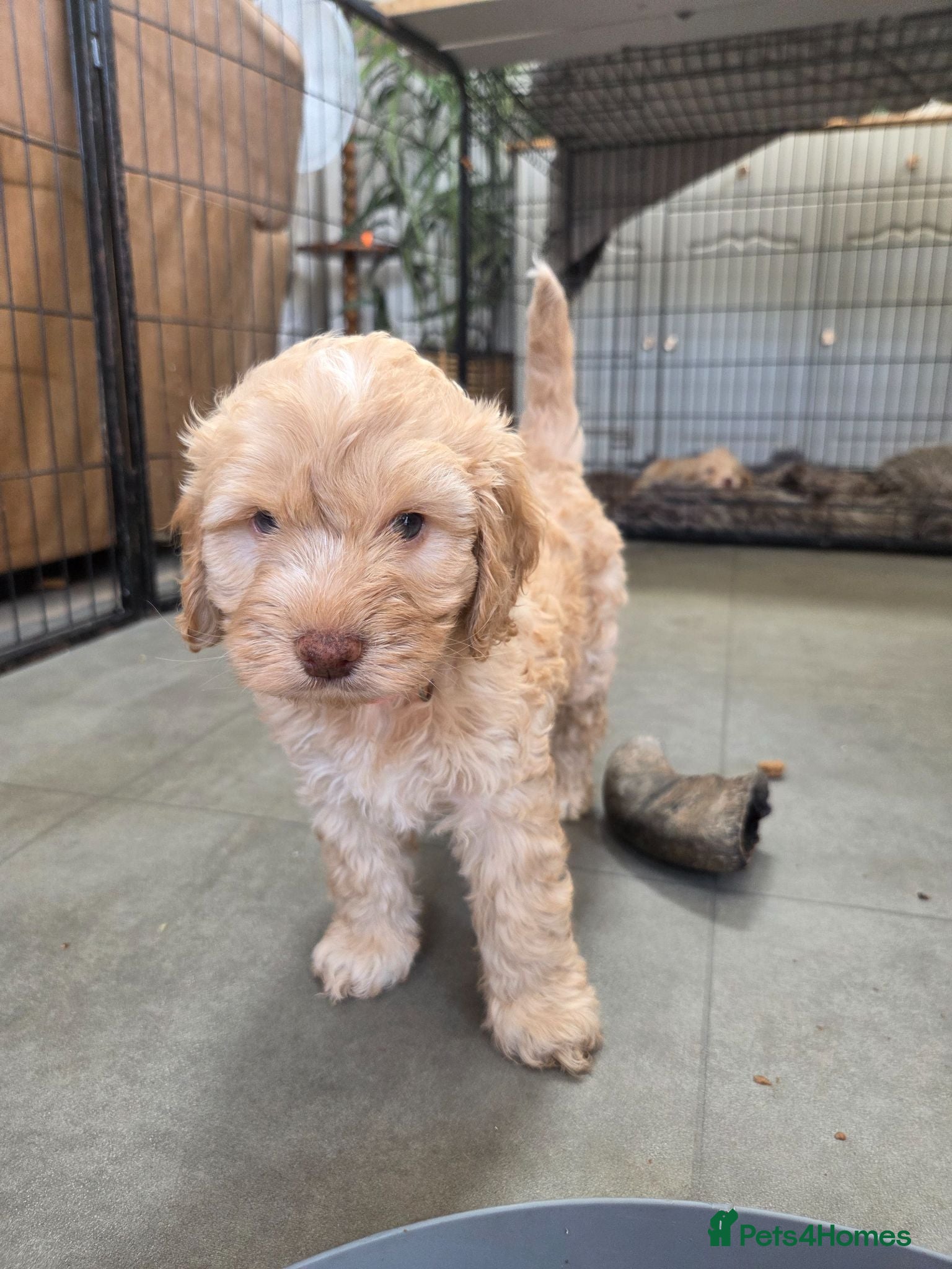 Cockapoo dogs Our Beautiful litter of F1 Cockapoo puppies  - Advert 1