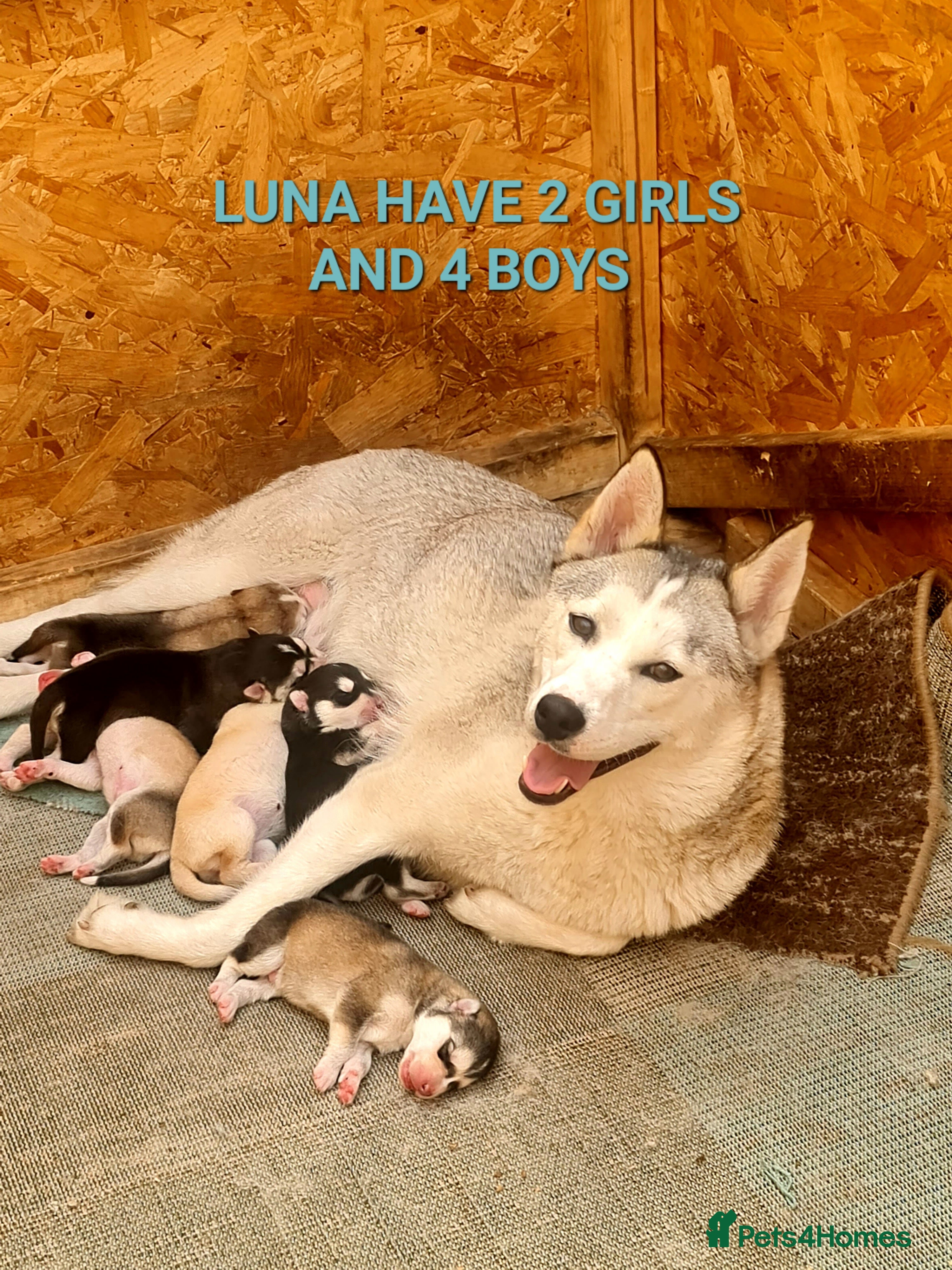 Siberian Husky dogs 6 siberian husky puppies  - Advert 3