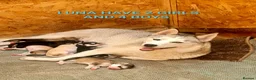 Siberian Husky dogs for sale: 6 siberian husky puppies  - Advert 1