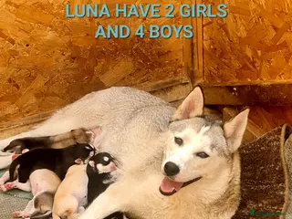 Siberian Husky dogs 6 siberian husky puppies - Advert 3
