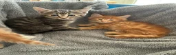 Mixed Breed cats for sale: 4 beautiful kittens ready now  - Advert 6
