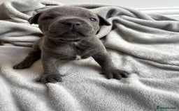 Staffordshire Bull Terrier dogs for sale: 💙💙Champion bloodline blue staffy pups !!!💙💙 - Image 1