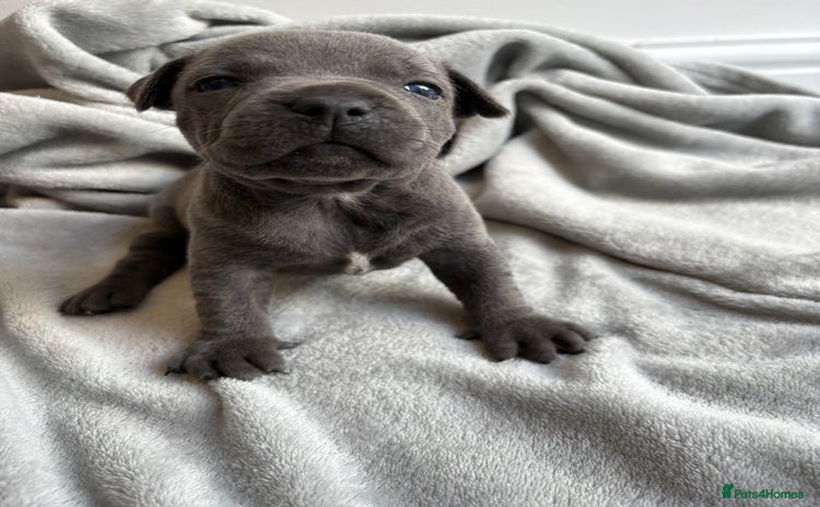 Staffordshire Bull Terrier dogs - Advert 3