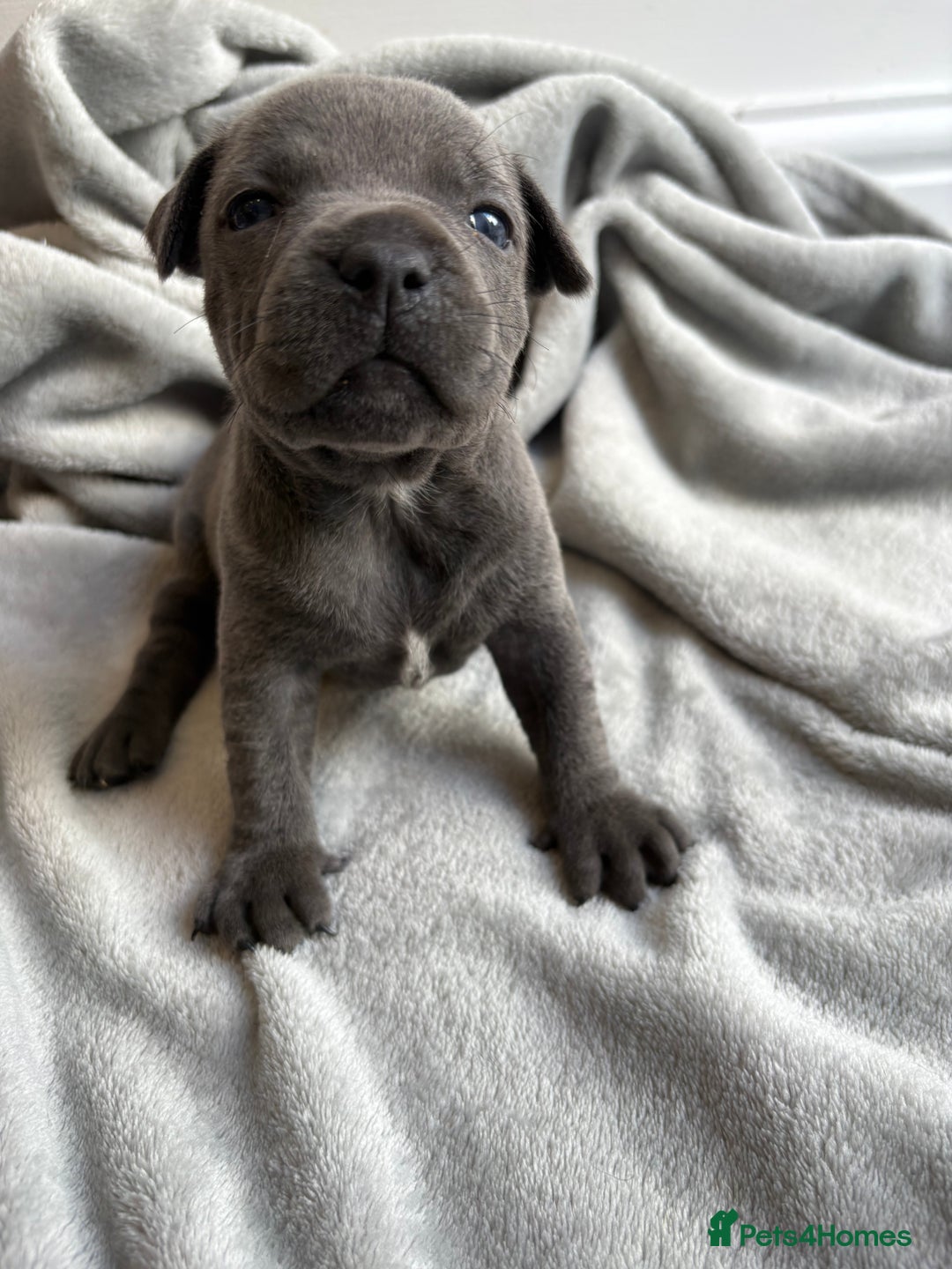 Staffordshire Bull Terrier dogs for sale: 💙💙Champion bloodline blue staffy pups !!!💙💙 - Image 1