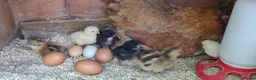 Chickens poultry for sale: Newborn baby chicks for sale in London  - Advert 6