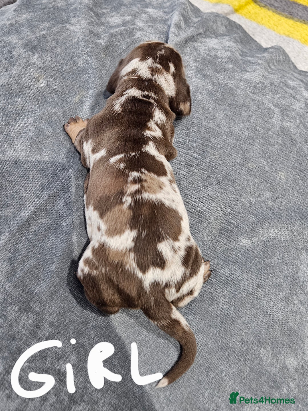 Dachshund dogs for sale: Dachshunds,Four girls and three boys - Advert 10