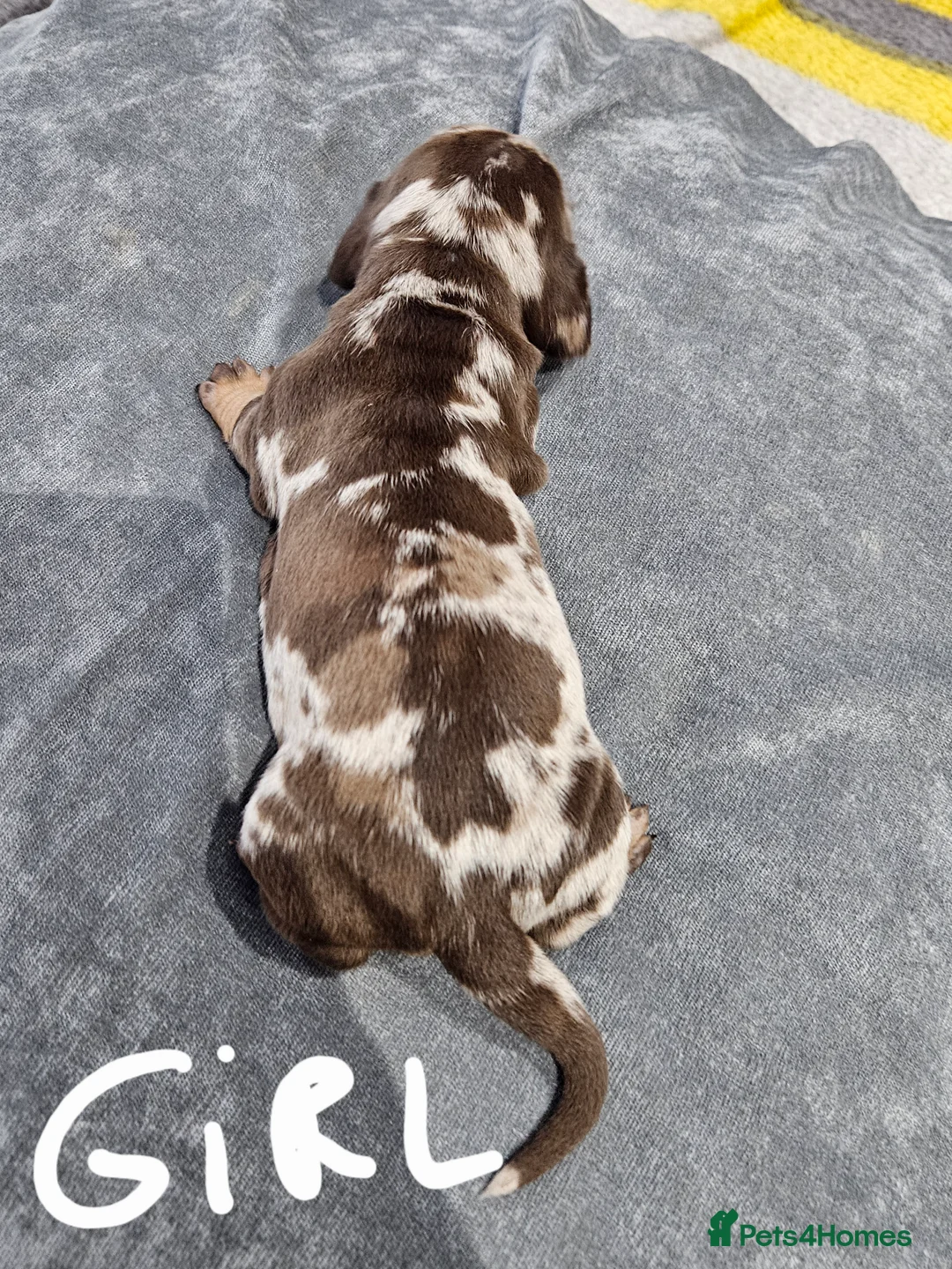 Dachshund dogs for sale: Dachshunds7puppies,only one brown girl left - Advert 24