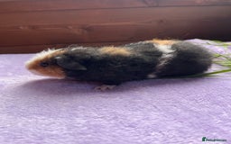 Guinea Pig rodents for sale: Male teddy  - Image 3
