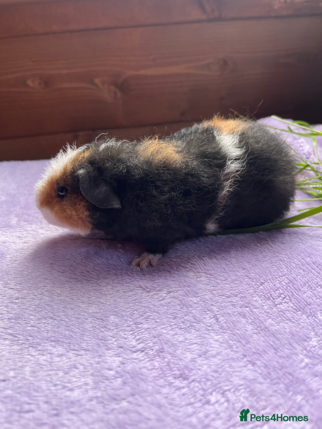 Guinea Pig rodents for sale: Male teddy  - Image 3