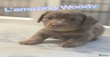 Miniature Dachshund dogs - Advert 6