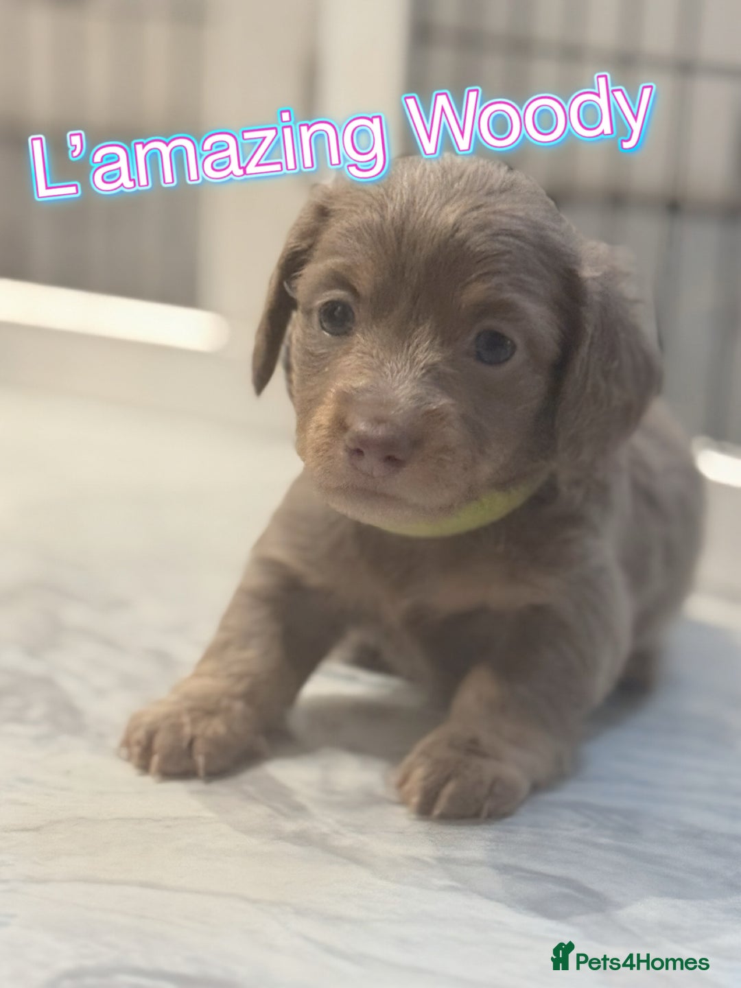 Miniature Dachshund dogs for sale: Stunning Isabella mini reg 5* health cert ready - Image 11