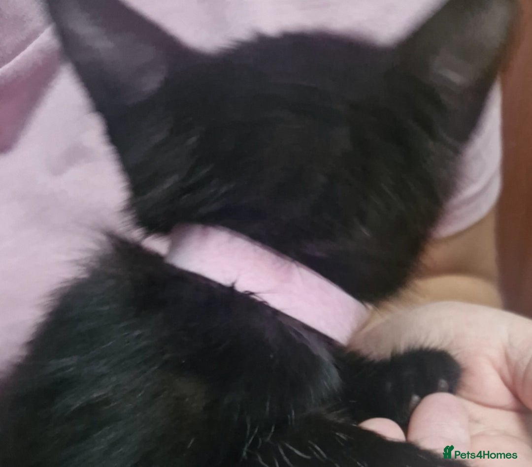 Mixed Breed cats for sale: Kittens  - Image 2
