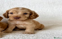 Cocker Spaniel dogs for sale: Show cockers kc registered simbawood lines - Image 3