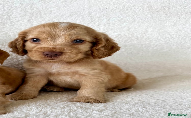 Cocker Spaniel dogs - Advert 4