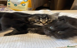 Mixed Breed cats for sale: Ragdoll/domestic shorthair  - Image 8