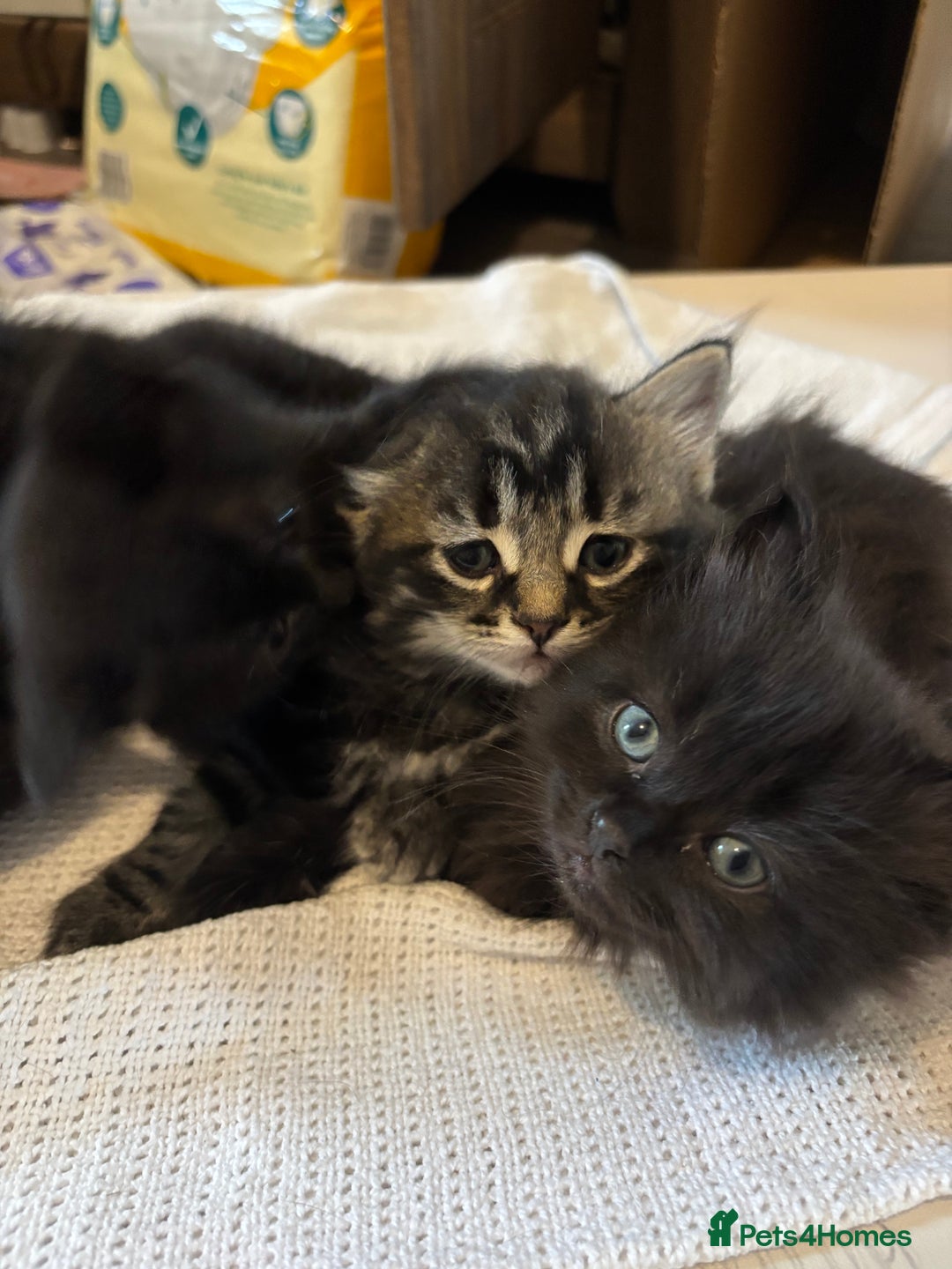 Mixed Breed cats for sale: Ragdoll/domestic shorthair  - Image 8