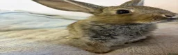 Mixed Breed rabbits for sale: Lionhead cross bunnies ready to go  - Advert 13