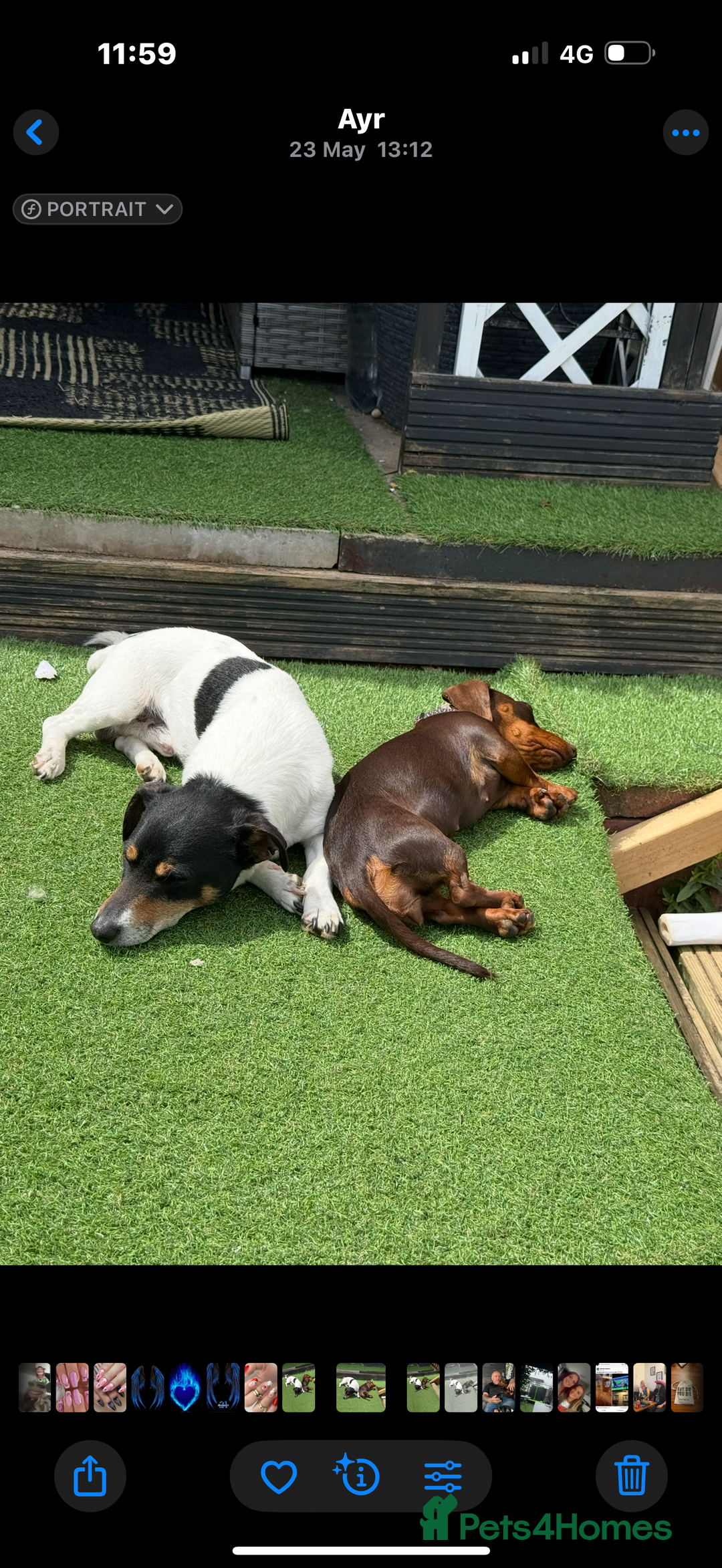 Mixed Breed dogs for sale: Mini dash x min jack russell - Image 8
