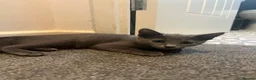 Russian Blue cats for sale: Championship and GCCF Russian blue kittens - Advert 5