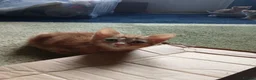 Mixed Breed cats for sale: Kittens  - Advert 6