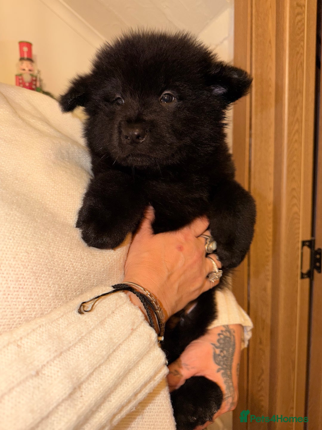 Mixed Breed dogs for sale: 🧸CHOW SHEPHERDS🧸 little bears ready now! - Advert 18