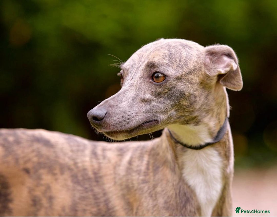 Whippet dogs for sale: Whippet  - Advert 15
