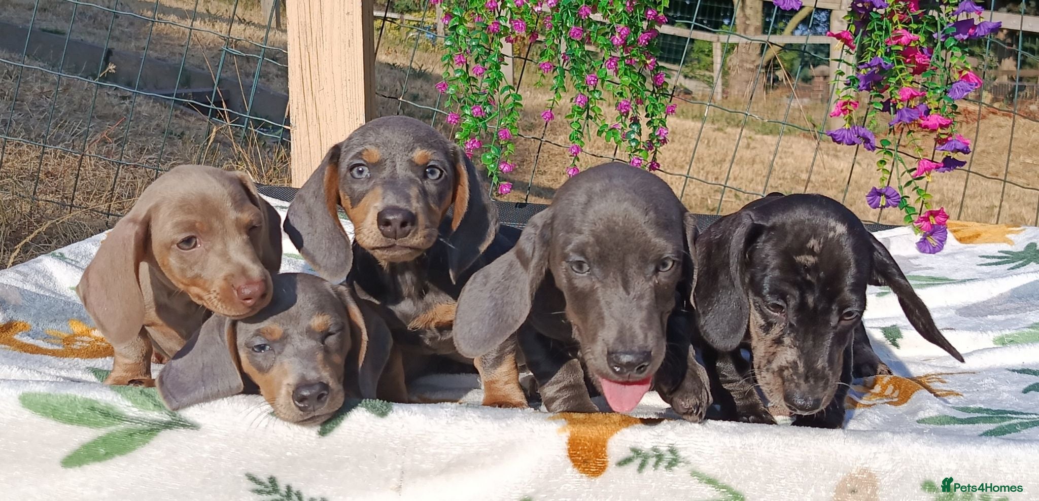 Dachshund dogs READY NOW QUAILTY MINI KC Reg PRA CLEAR  - Advert 1