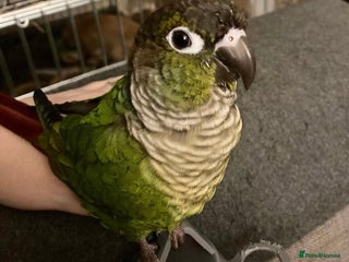 Conures birds for sale - Advert 1