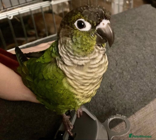 Conures birds - Advert 1