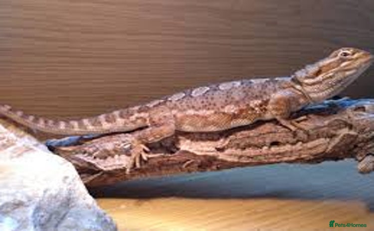 Dragon reptiles - Advert 3