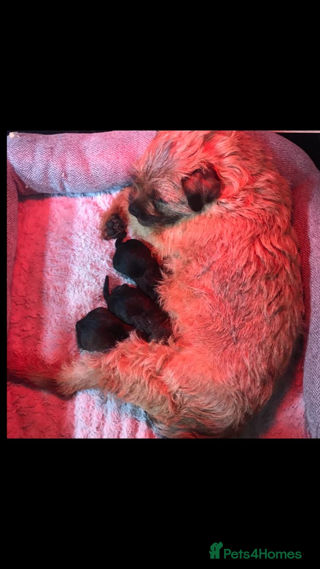 Border Terrier dogs for sale: Stunning litter of 4 boarder terrier puppies - Image 10
