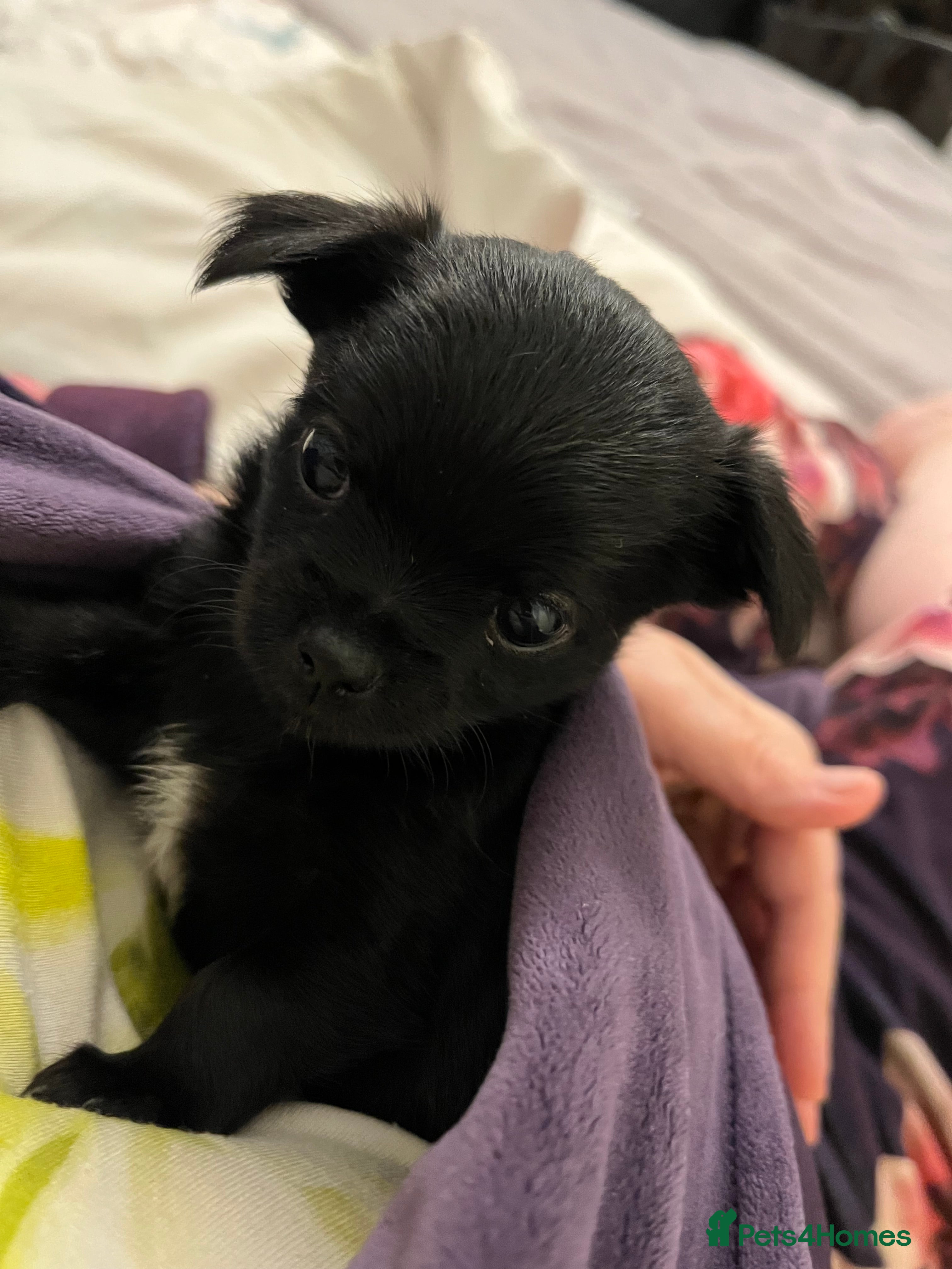 Mixed Breed dogs Malchi pups available  - Advert 13