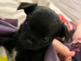 Mixed Breed dogs Malchi pups available - Advert 13