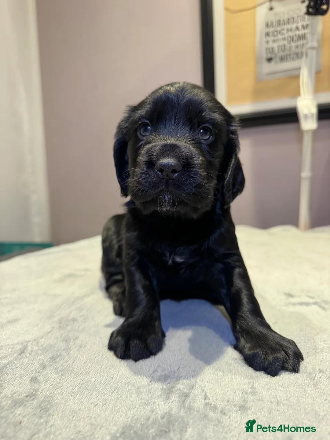 Cocker Spaniel dogs for sale: Adorable cocker spaniel puppies - Advert 13