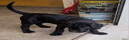 Cane Corso dogs for sale: Cane Corso Irish Kennel club registered  in Enniskillen - Advert 14
