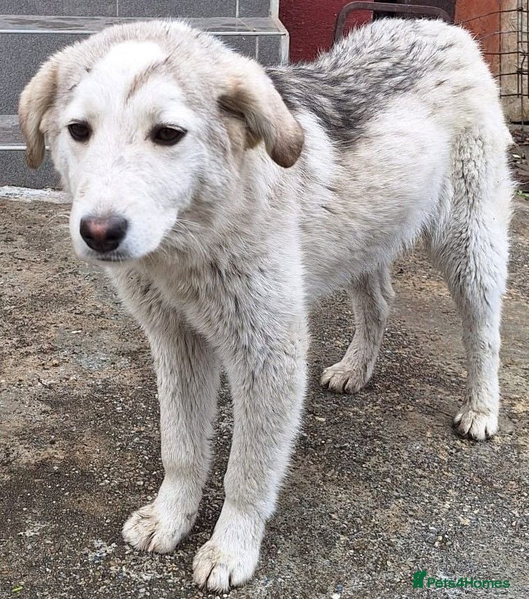 Mixed Breed dogs 🐾🌸NALA – The Little Survivor Who Never Gave Up🌸 - Advert 2
