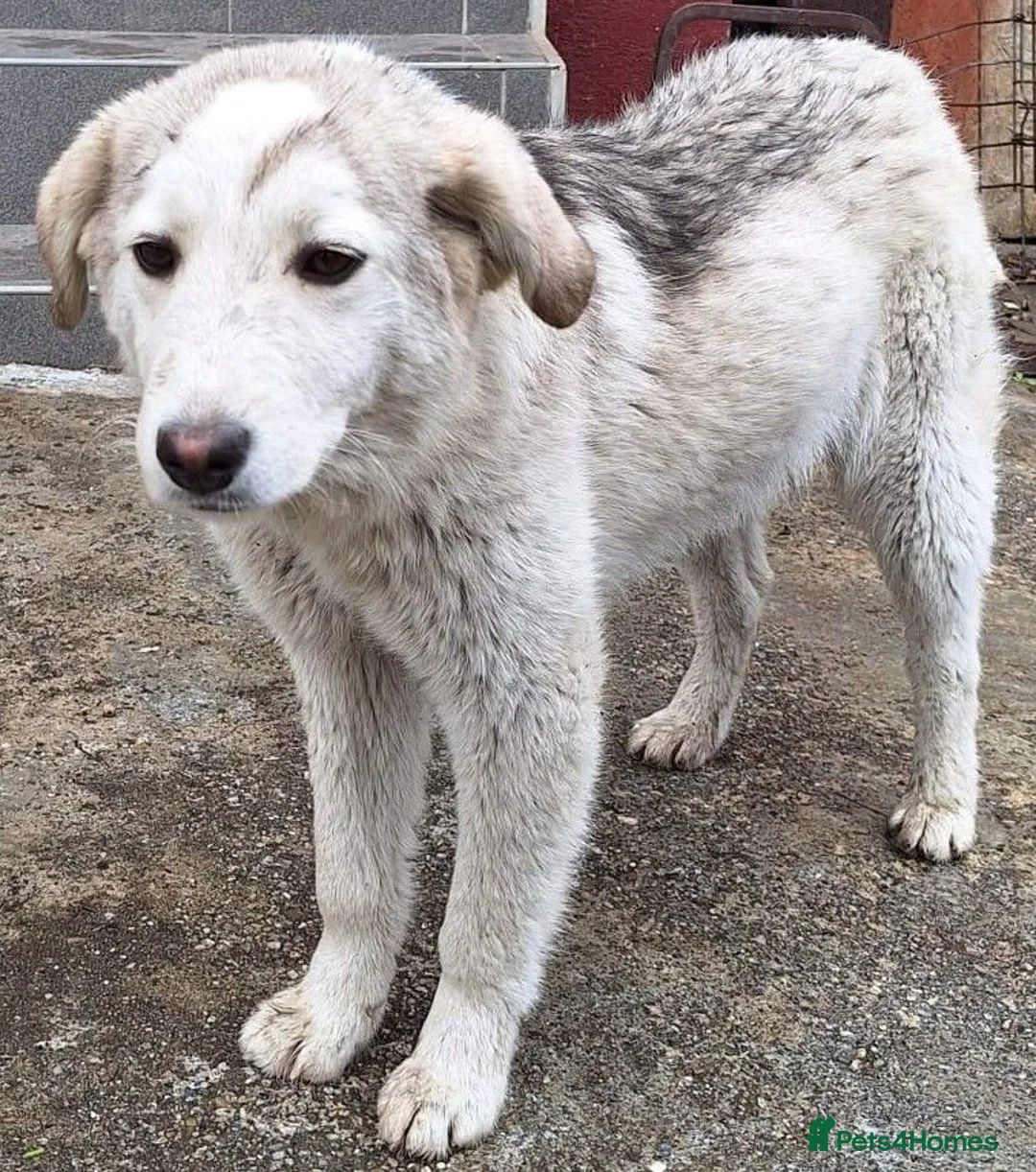 Mixed Breed dogs for adoption: 🐾🌸NALA – The Little Survivor Who Never Gave Up🌸 in Stockton-on-Tees - Advert 2