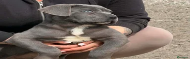 Cane Corso Puppy 1