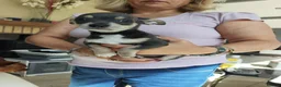 Chihuahua dogs for sale: 🐾4 Adorable Chihuahua Puppies Need Loving Homes🐾 - Advert 11