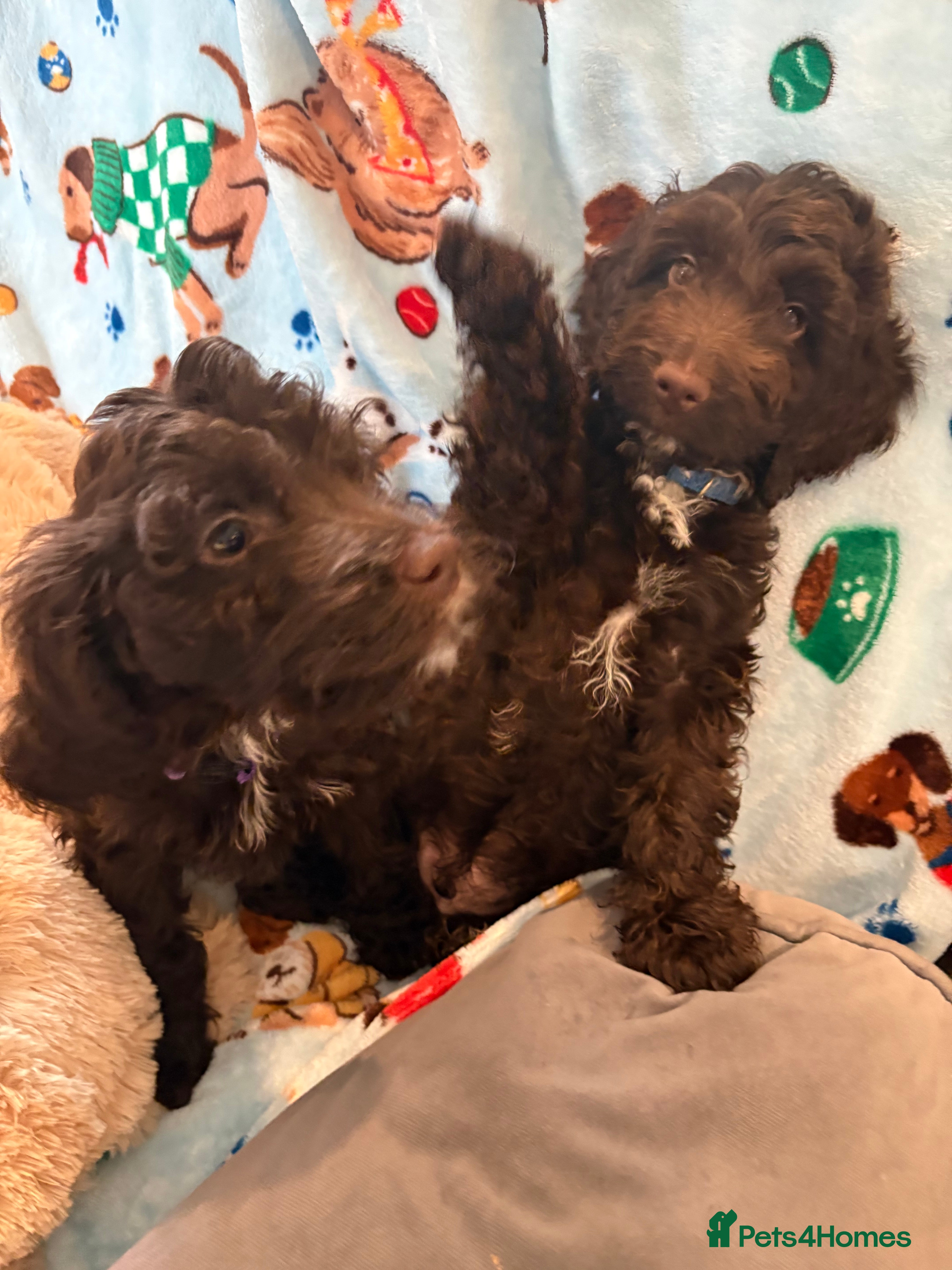 Cockapoo dogs Most Beautiful litter F1 Cockapoo puppies  - Advert 1