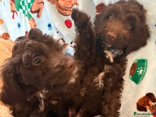 Cockapoo dogs Most Beautiful litter F1 Cockapoo puppies - Advert 2