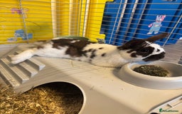Mixed Breed rabbits for sale: 5 months old - Rabbit for sale in Waltham Cross - Image 4